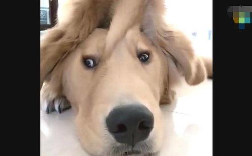 金毛金子的主人爆料视频,揭秘宠物日常趣事