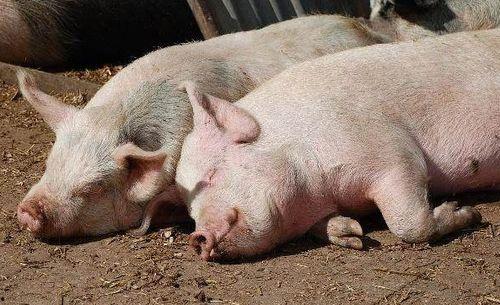 喂猪吃瓜视频大全下载免费,欢乐时光尽在掌握